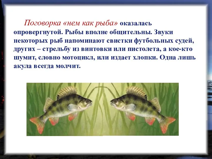 Поговорка «нем как рыба» оказалась опровергнутой. Рыбы вполне общительны. Звуки