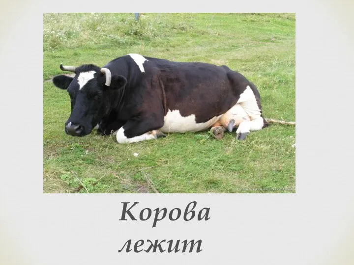 Корова лежит