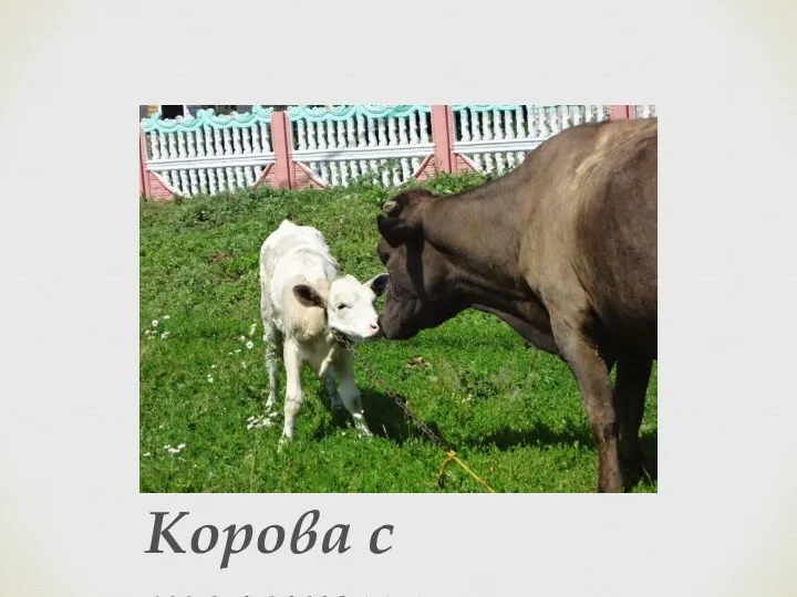 Корова с теленком