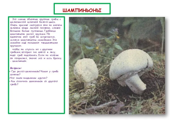 ШАМПИНЬОНЫ Это самые обычные крупные грибы с шелковистой шляпкой белого