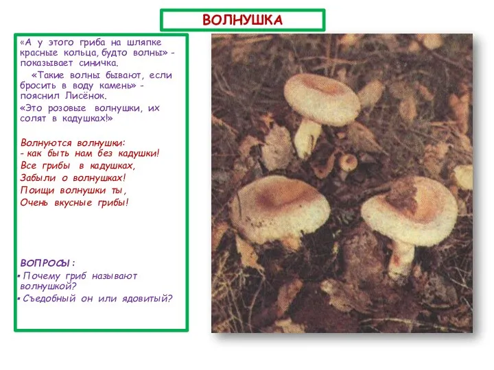 ВОЛНУШКА «А у этого гриба на шляпке красные кольца, будто