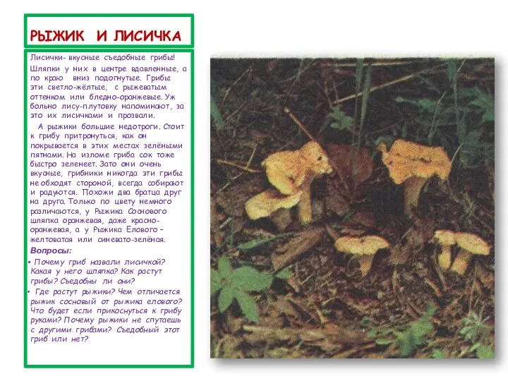 РЫЖИК И ЛИСИЧКА Лисички- вкусные съедобные грибы! Шляпки у них