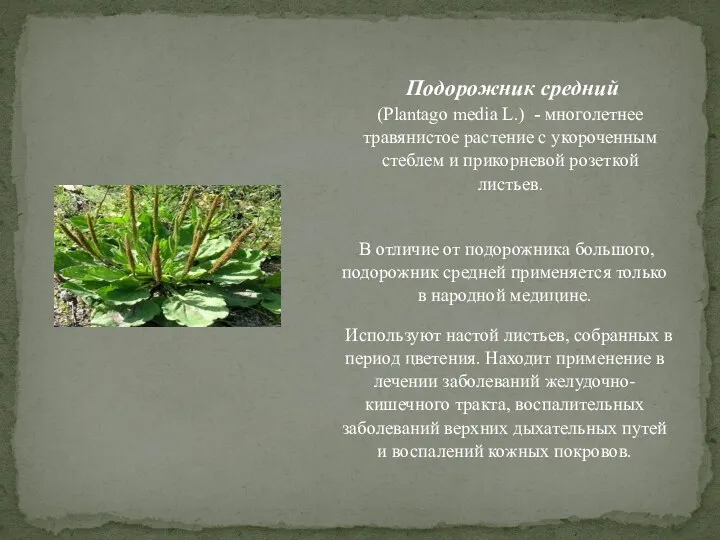 Подорожник средний (Plantago media L.) - многолетнее травянистое растение с