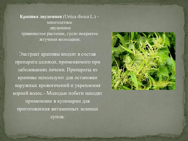 Экстракт крапивы входит в состав препарата аллохол, применяемого при заболеваниях