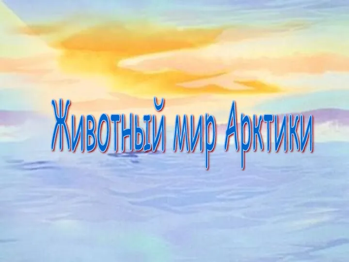 Животный мир Арктики