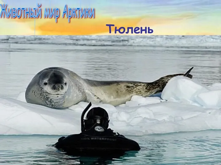 Животный мир Арктики Тюлень