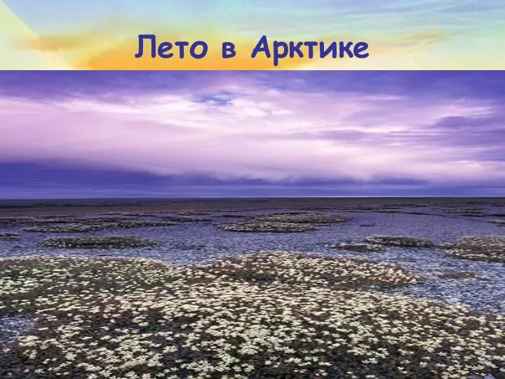 Лето в Арктике