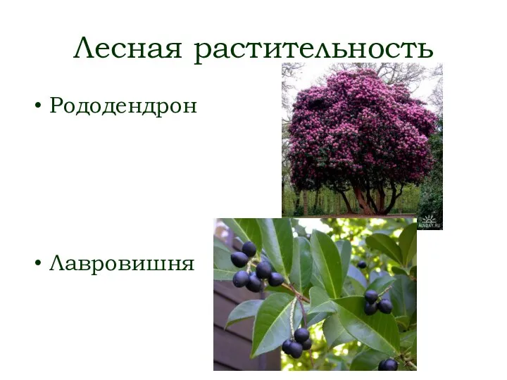 Лесная растительность Рододендрон Лавровишня