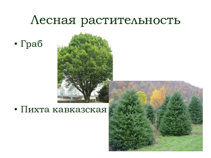 Лесная растительность Граб Пихта кавказская