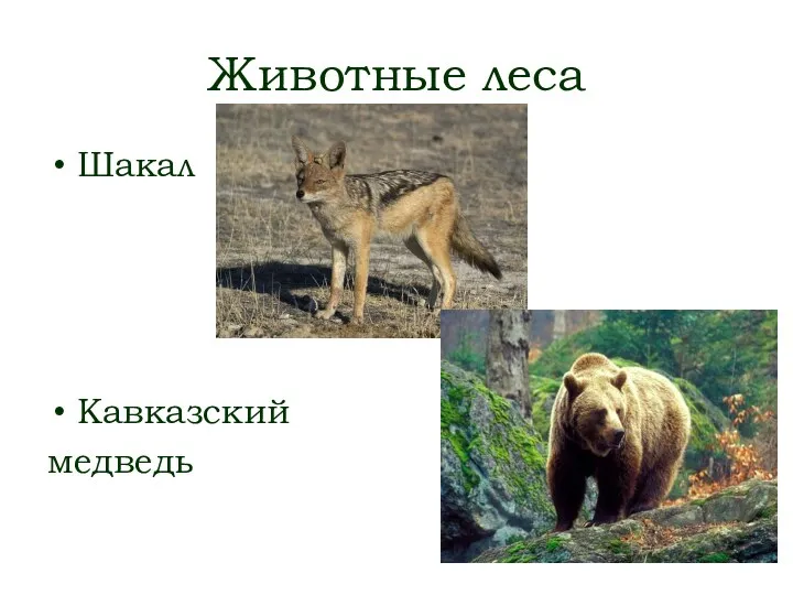 Животные леса Шакал Кавказский медведь