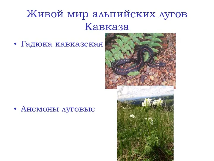 Живой мир альпийских лугов Кавказа Гадюка кавказская Анемоны луговые