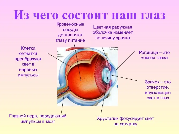 Из чего состоит наш глаз Глазной нерв, передающий импульсы в