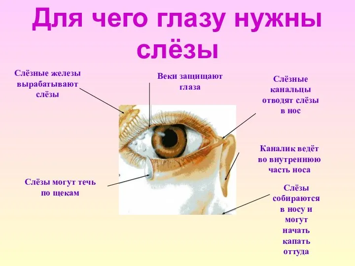 Для чего глазу нужны слёзы Слёзные железы вырабатывают слёзы Слёзы