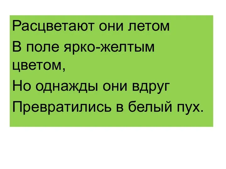 Расцветают они летом В поле ярко-желтым цветом, Но однажды они вдруг Превратились в белый пух.