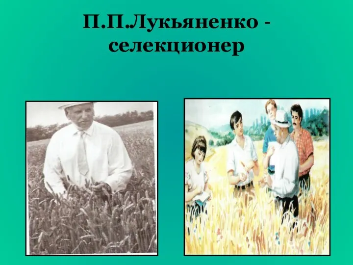 П.П.Лукьяненко - селекционер