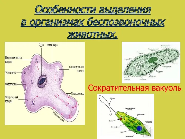 Особенности выделения в организмах беспозвоночных животных. Сократительная вакуоль