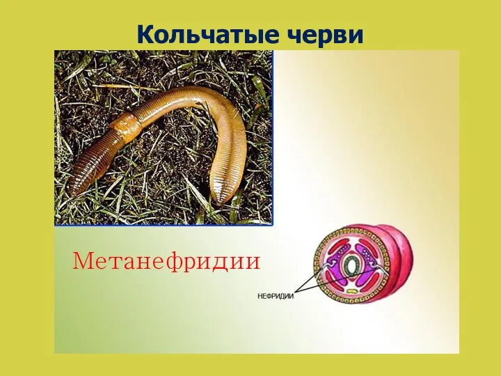 Кольчатые черви Метанефридии