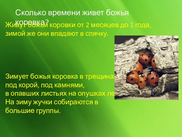 Сколько времени живет божья коровка? Живут божьи коровки от 2