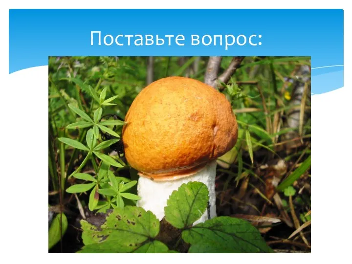 Поставьте вопрос: