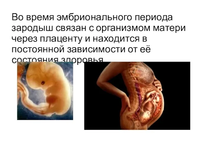 Во время эмбрионального периода зародыш связан с организмом матери через