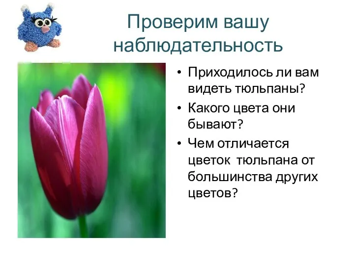 Проверим вашу наблюдательность Приходилось ли вам видеть тюльпаны? Какого цвета