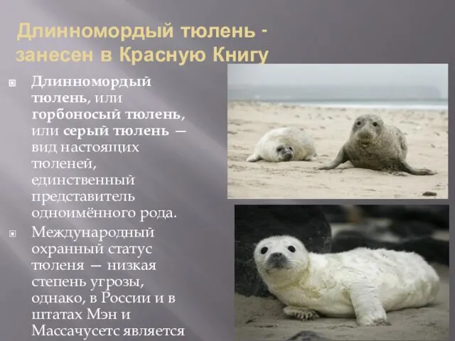 Длинномордый тюлень - занесен в Красную Книгу Длинномордый тюлень, или