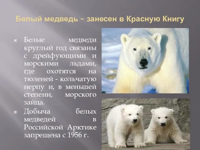 Белый медведь – занесен в Красную Книгу Белые медведи круглый