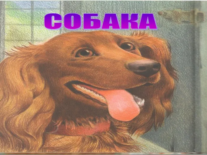 СОБАКА