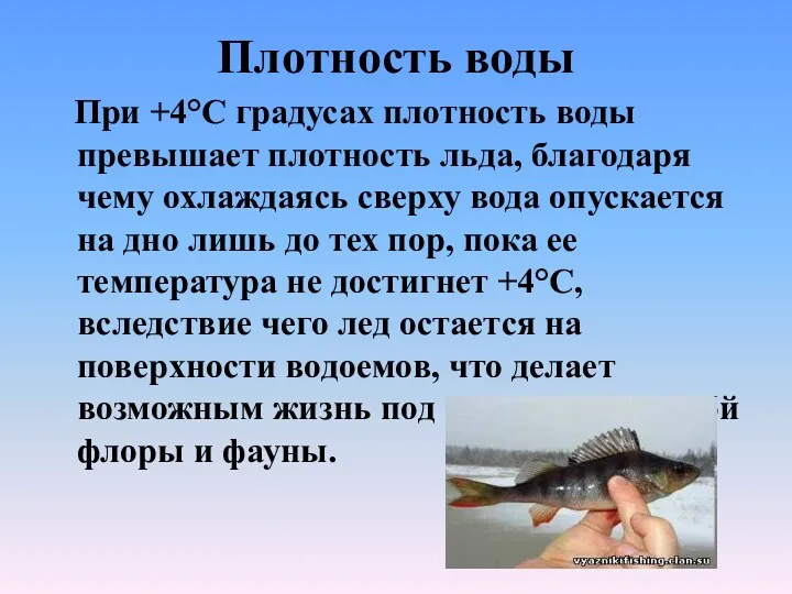 Плотность воды При +4°С градусах плотность воды превышает плотность льда,