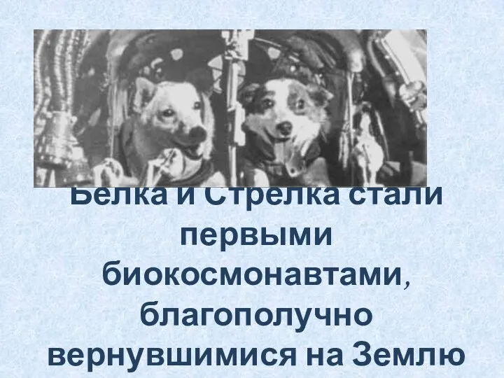 Белка и Стрелка стали первыми биокосмонавтами, благополучно вернувшимися на Землю