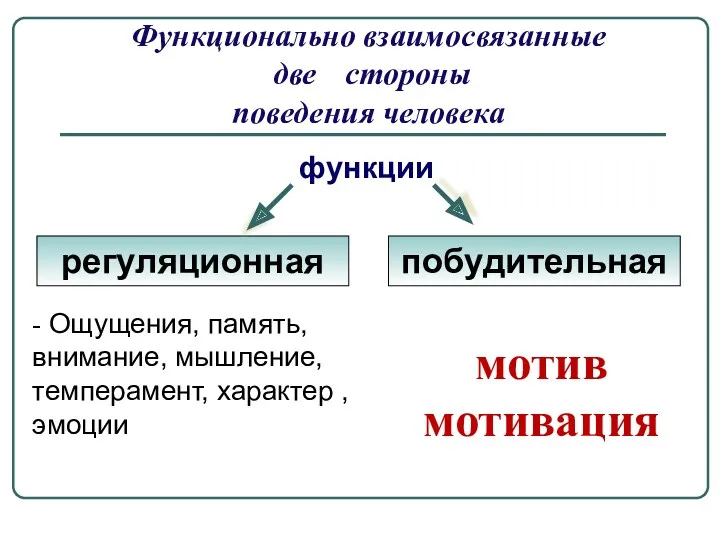 Функционально взаимосвязанные две стороны поведения человека функции регуляционная побудительная -