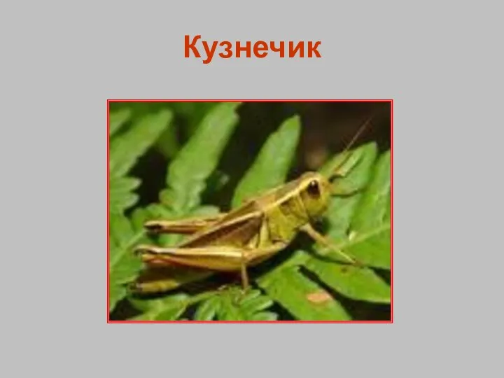 Кузнечик