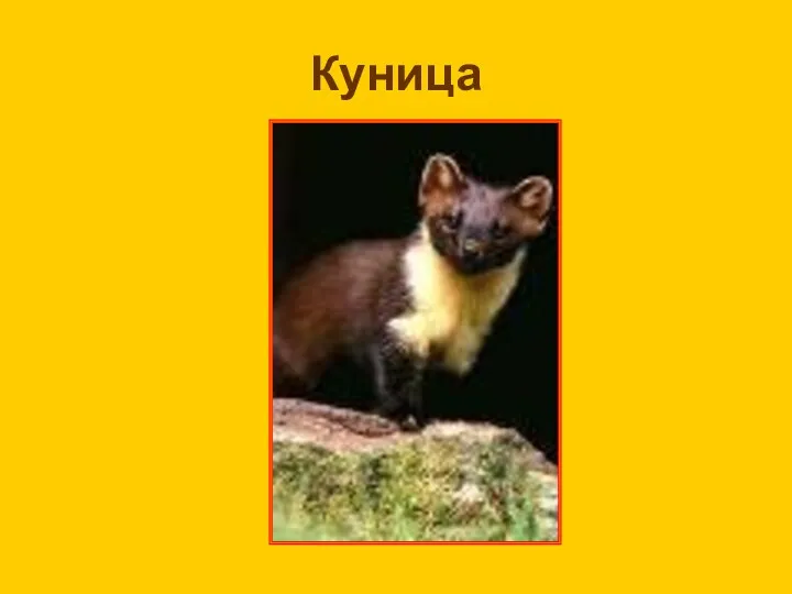 Куница