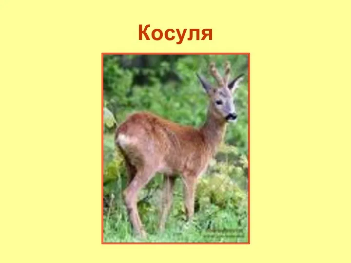 Косуля