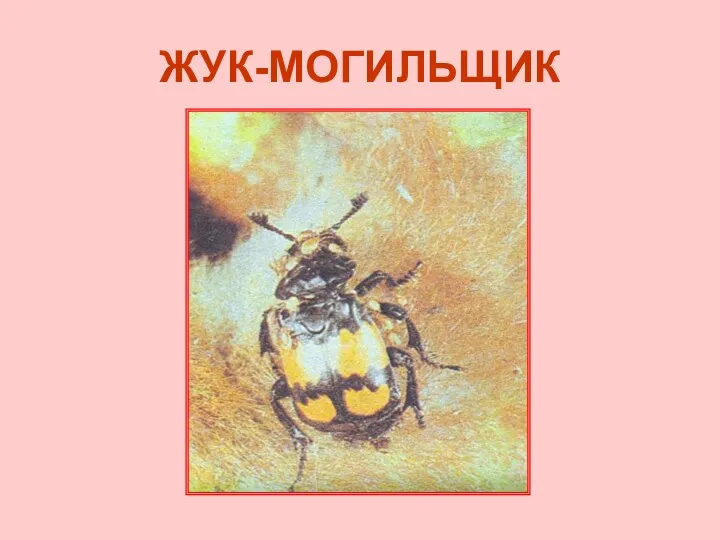 ЖУК-МОГИЛЬЩИК