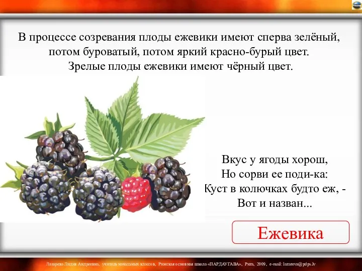 Ежевика Вкус у ягоды хорош, Но сорви ее поди-ка: Куст