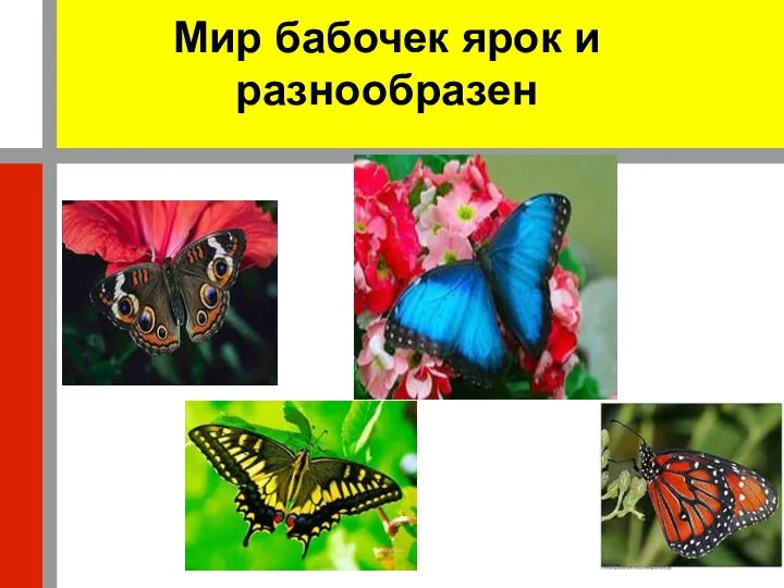 Мир бабочек ярок и разнообразен