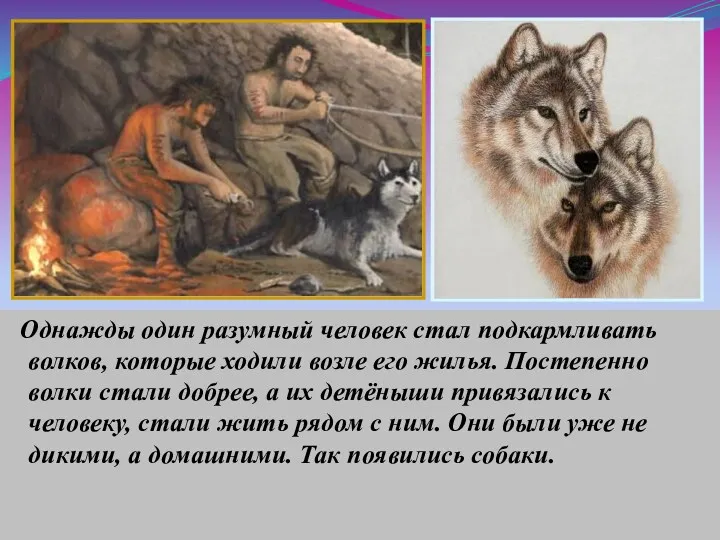 Однажды один разумный человек стал подкармливать волков, которые ходили возле его жилья. Постепенно