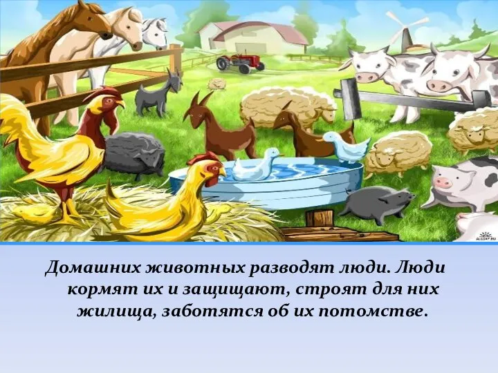 Домашних животных разводят люди. Люди кормят их и защищают, строят для них жилища,