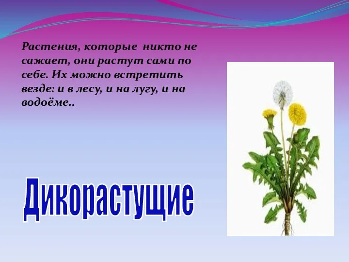 Растения, которые никто не сажает, они растут сами по себе. Их можно встретить