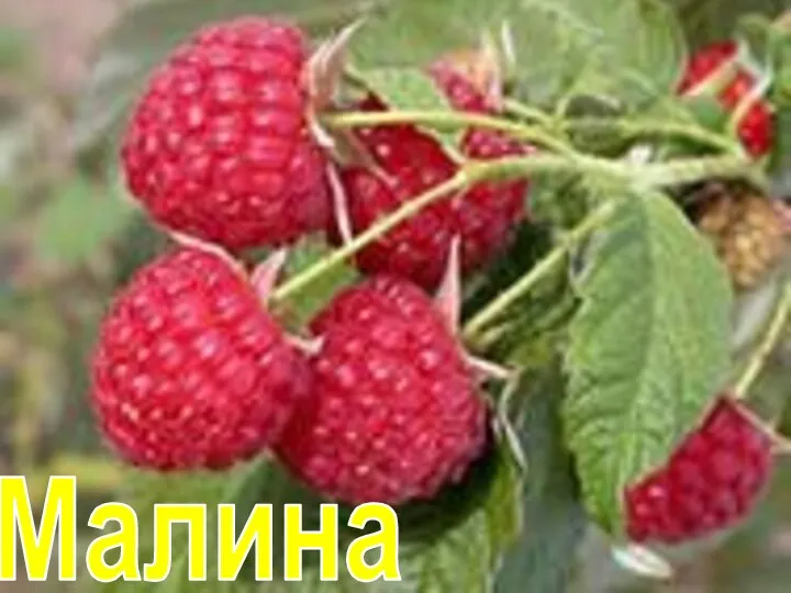 Малина Малина