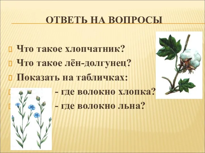 Ответь на вопросы Что такое хлопчатник? Что такое лён-долгунец? Показать