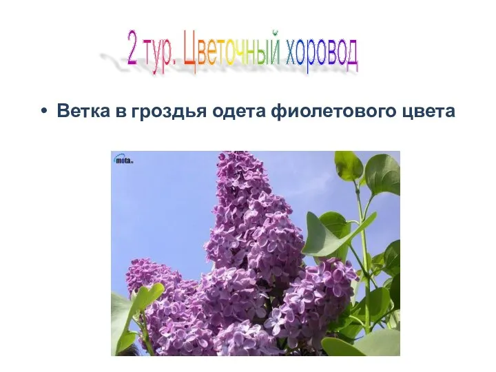 Ветка в гроздья одета фиолетового цвета 2 тур. Цветочный хоровод
