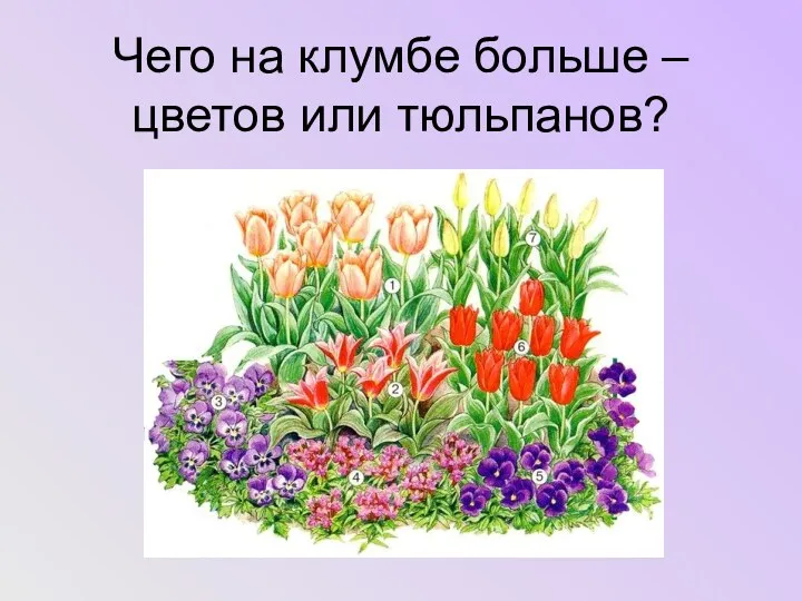 Чего на клумбе больше – цветов или тюльпанов?