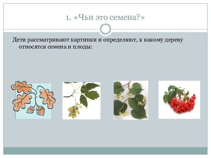 Рябина Липа Клён 1. «Чьи это семена?» Дети рассматривают картинки и определяют, к