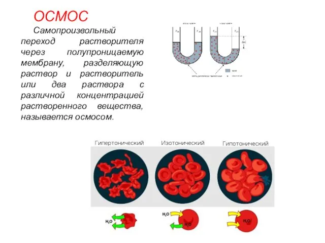 ОСМОС Самопроизвольный переход растворителя через полупроницаемую мембрану, разделяющую раствор и
