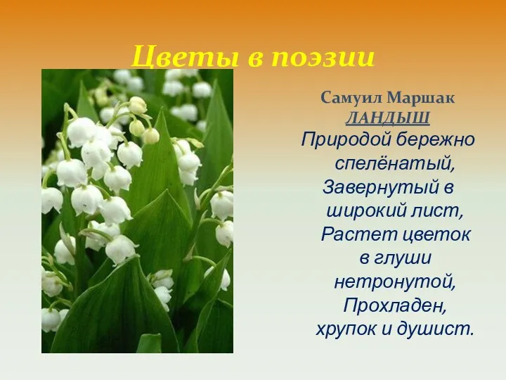 Цветы в поэзии Самуил Маршак ЛАНДЫШ Природой бережно спелёнатый, Завернутый