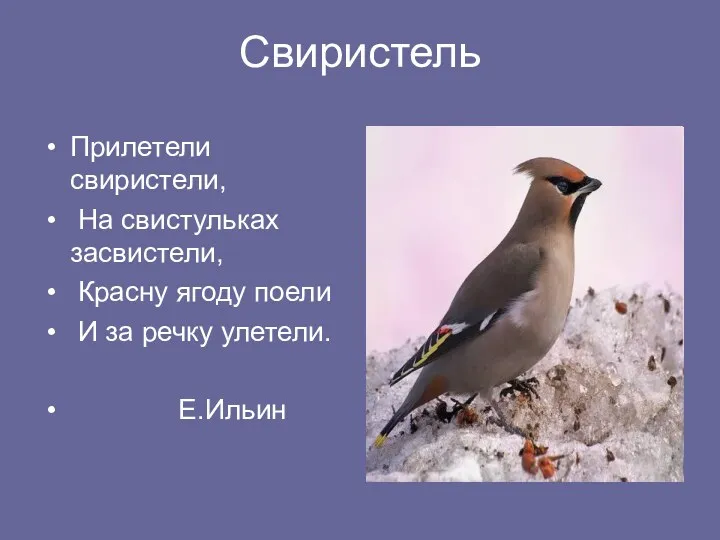 Свиристель Прилетели свиристели, На свистульках засвистели, Красну ягоду поели И за речку улетели. Е.Ильин