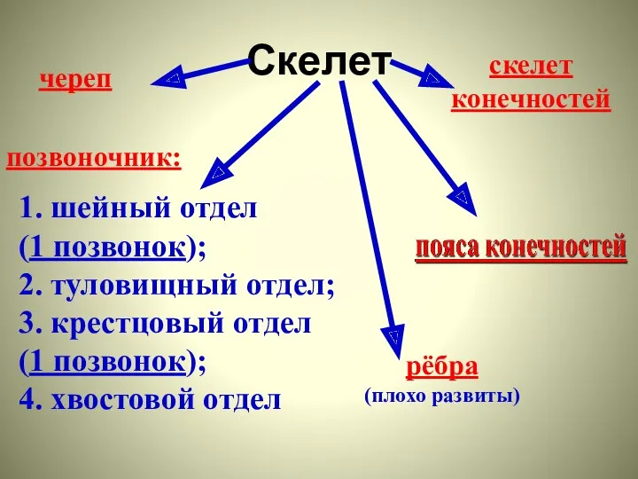 Скелет череп позвоночник: 1. шейный отдел (1 позвонок); 2. туловищный