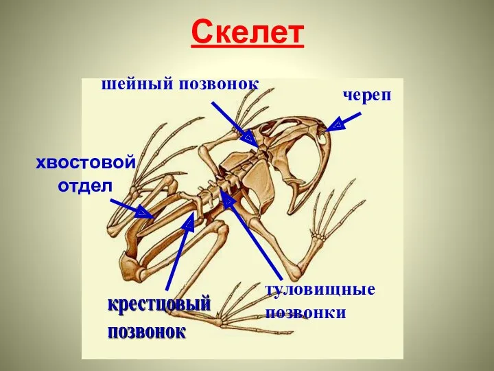 Скелет шейный позвонок хвостовой отдел туловищные позвонки череп